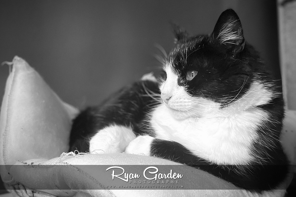 Whiskers in the&nbsp;Quiet