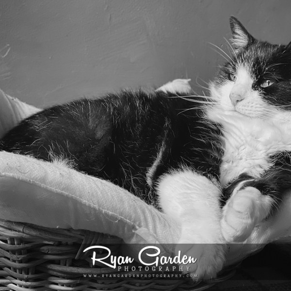 Where Whiskers Dream