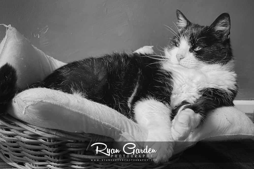 Where Whiskers Dream