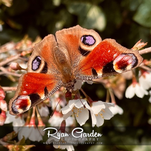 Butterflies & Blossom
