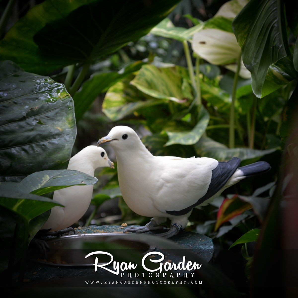Pied Imperial Pigeons