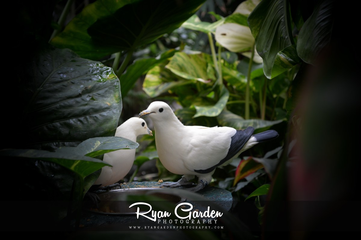 Pied Imperial Pigeons