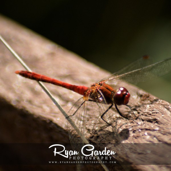 Common Darter (Male)