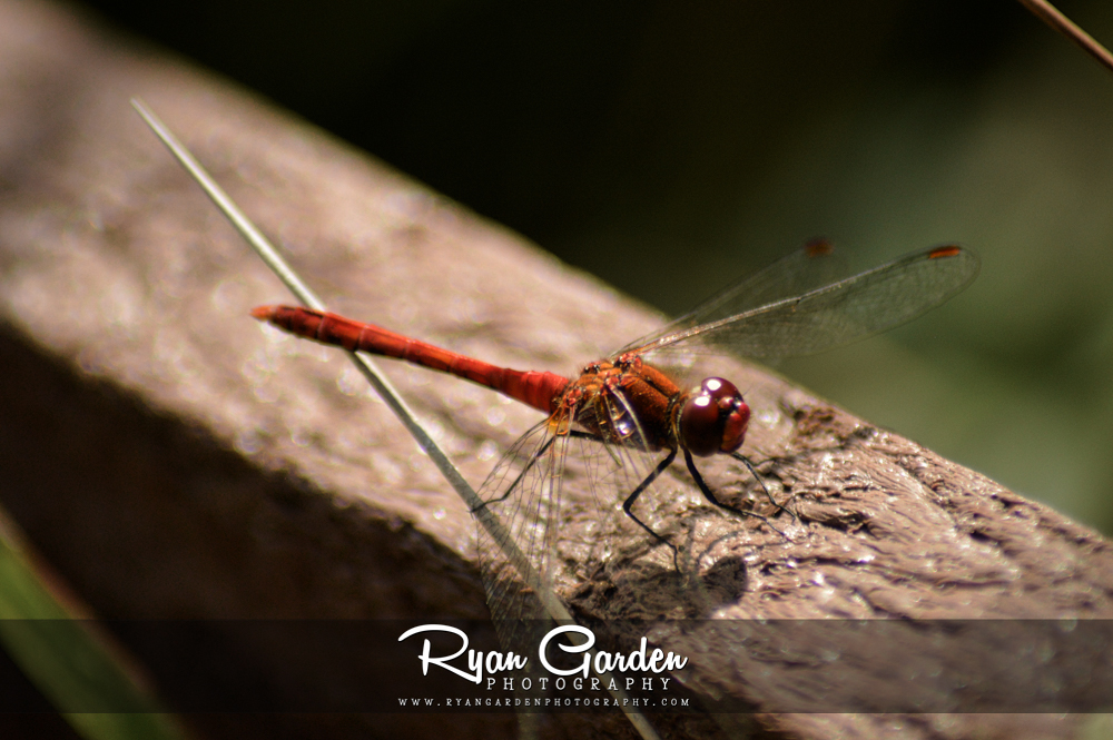 Common Darter (Male)