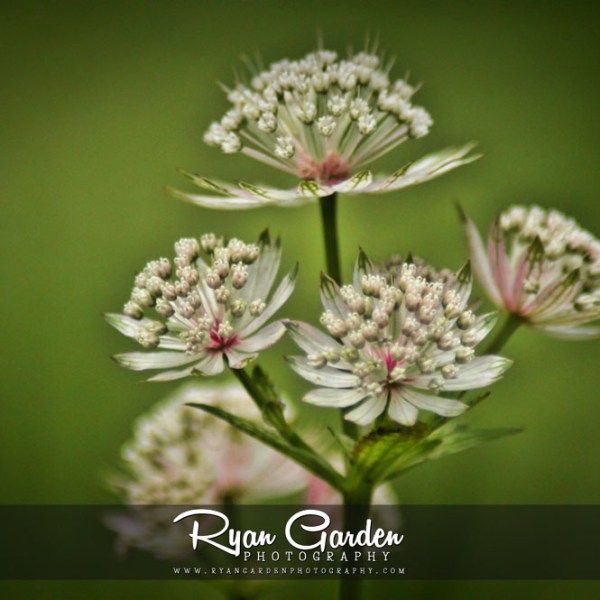 Astrantia Major