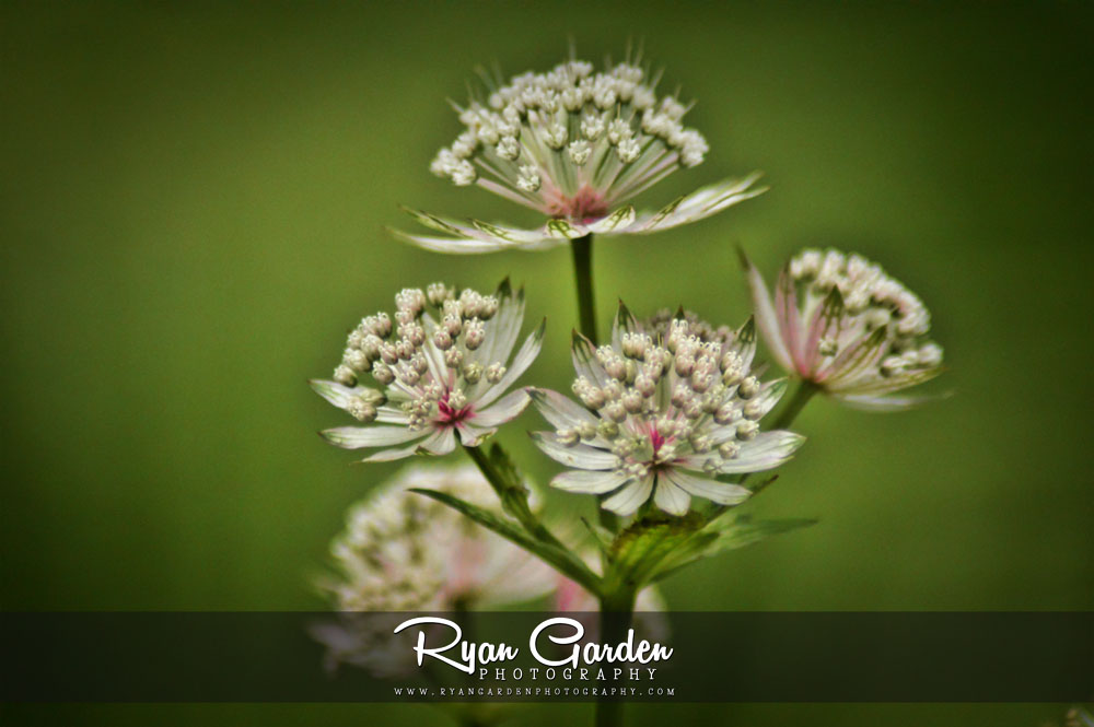 Astrantia Major