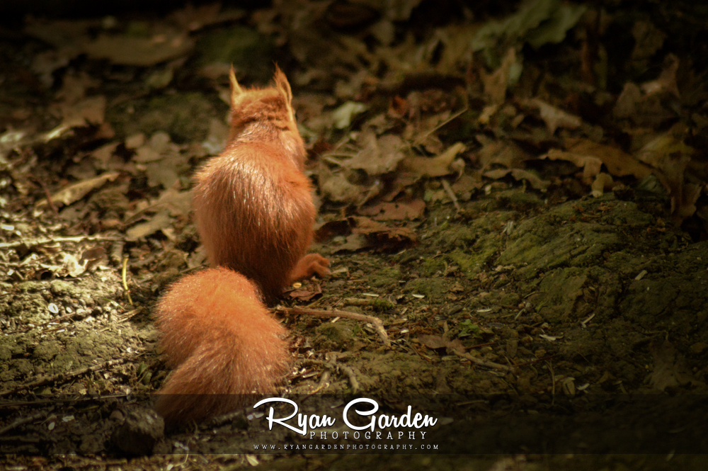 Red in the&nbsp;Woods