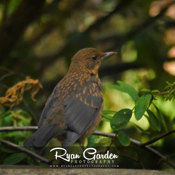 Juvenile Blackbird