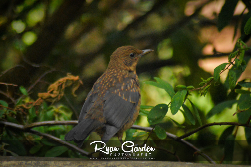 Juvenile Blackbird