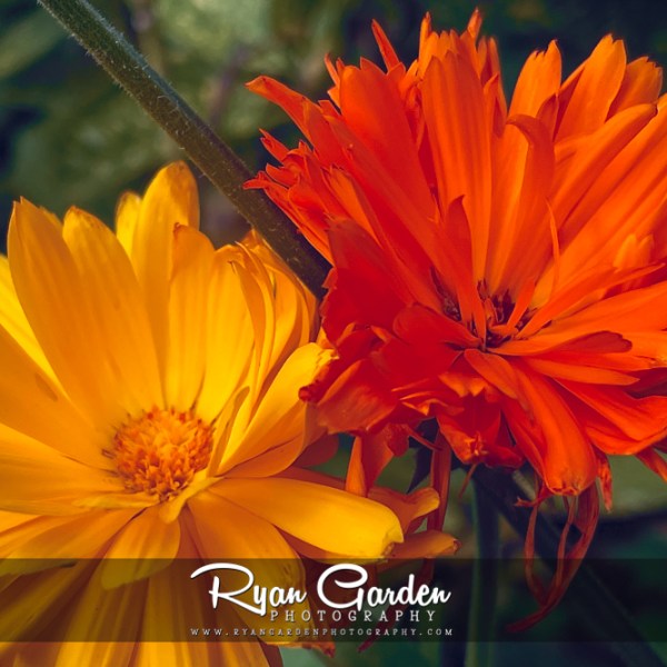 Marigold Garden