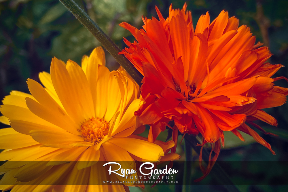 Marigold Garden