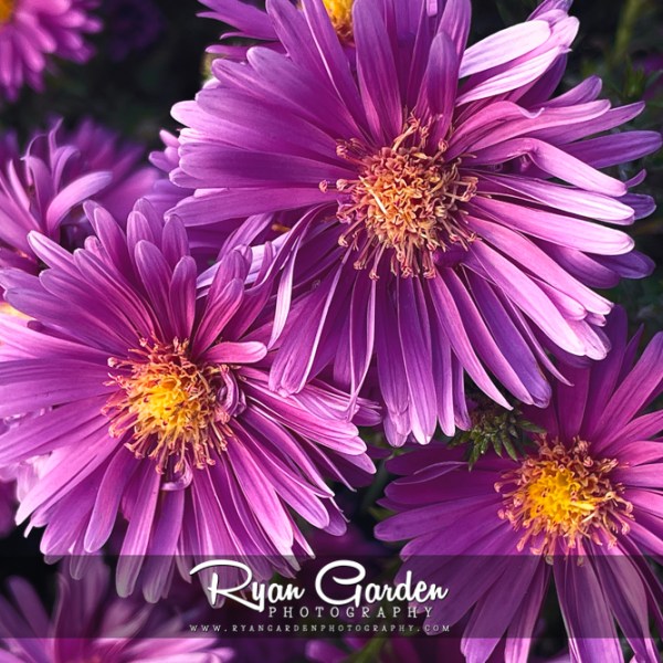 Asters in Purple