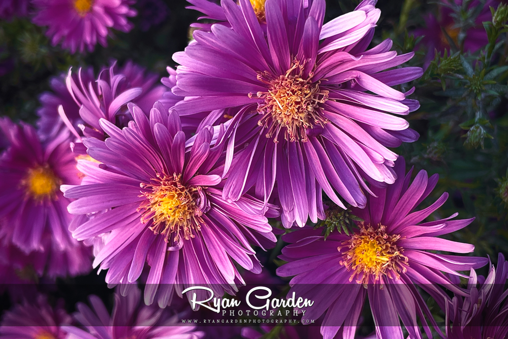 Asters in Purple