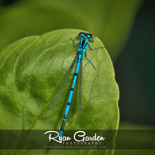 Damselfly: Azure