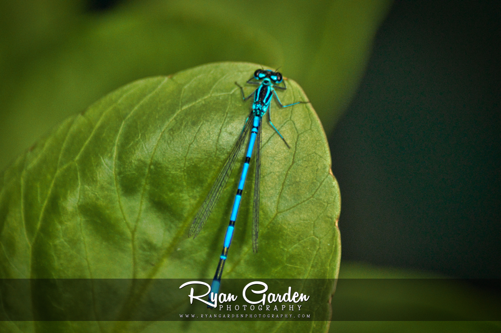 Damselfly: Azure