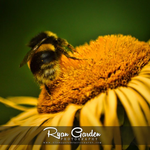 Bumblebee & Ox-Eye&nbsp;Daisies