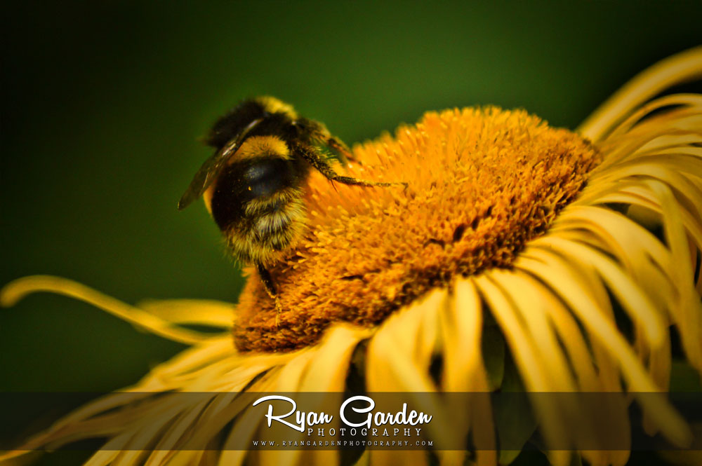 Bumblebee & Ox-Eye&nbsp;Daisies