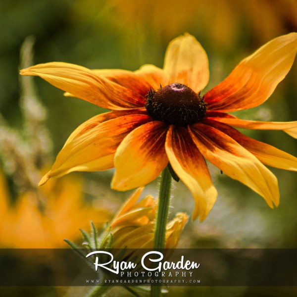 Rudbeckia hirta