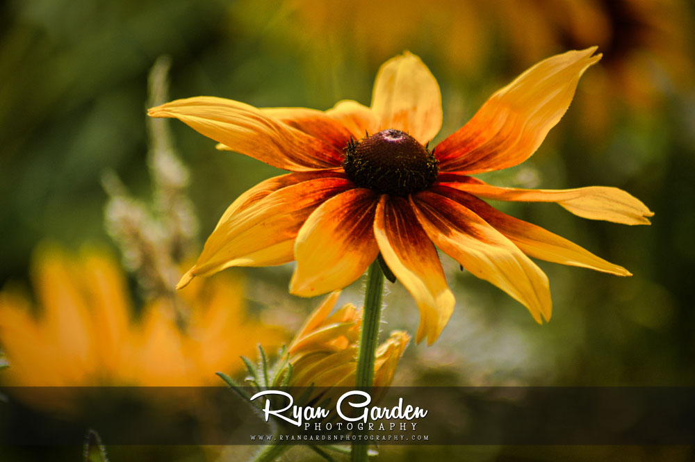 Rudbeckia hirta
