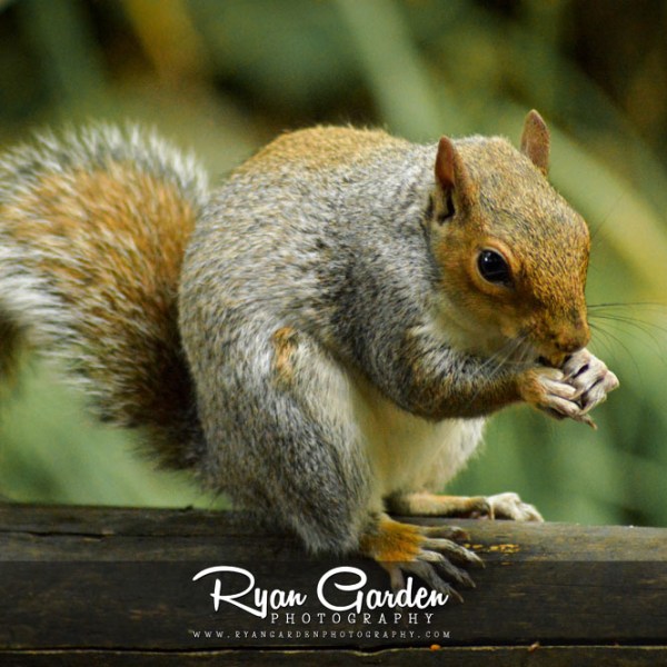 Woodland Friends: Grey&nbsp;Squirrel