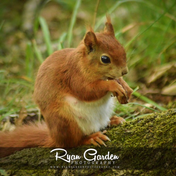 Little Red