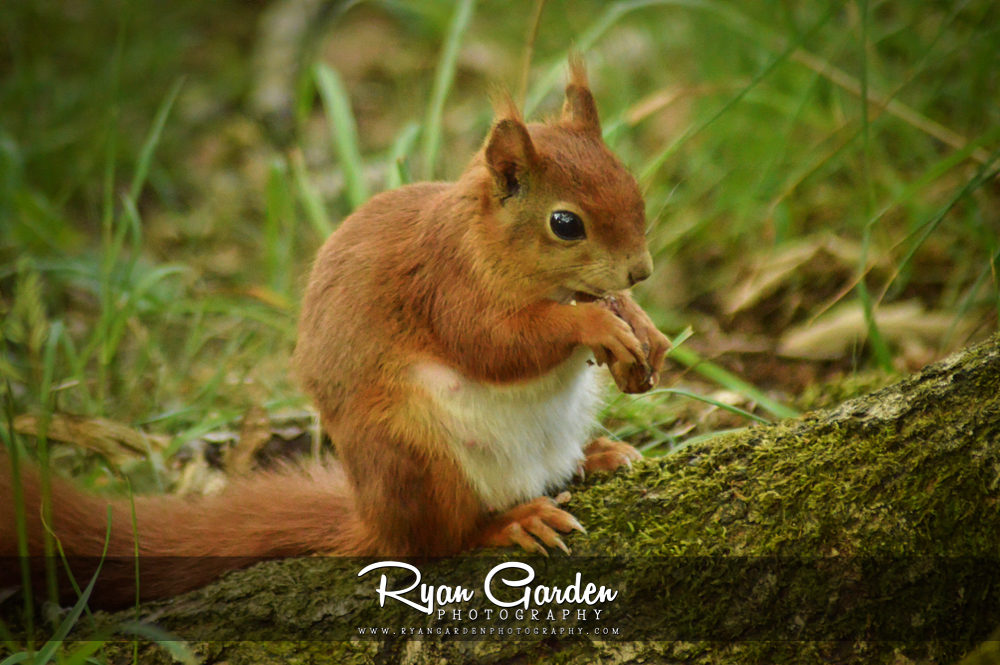 Little Red