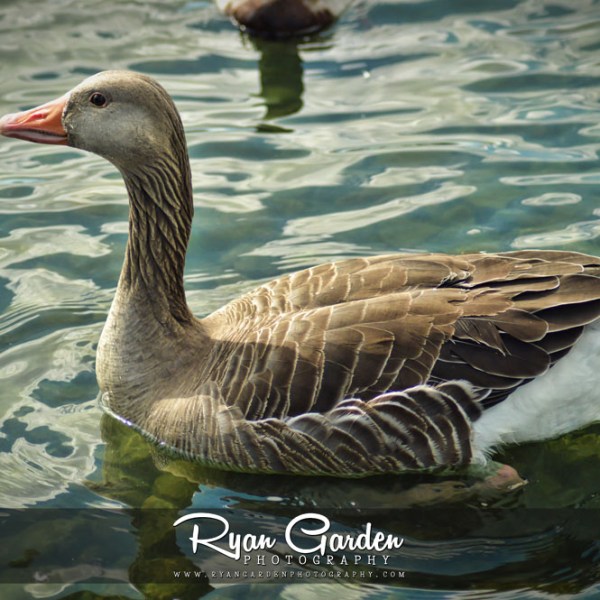 Greylag Geese