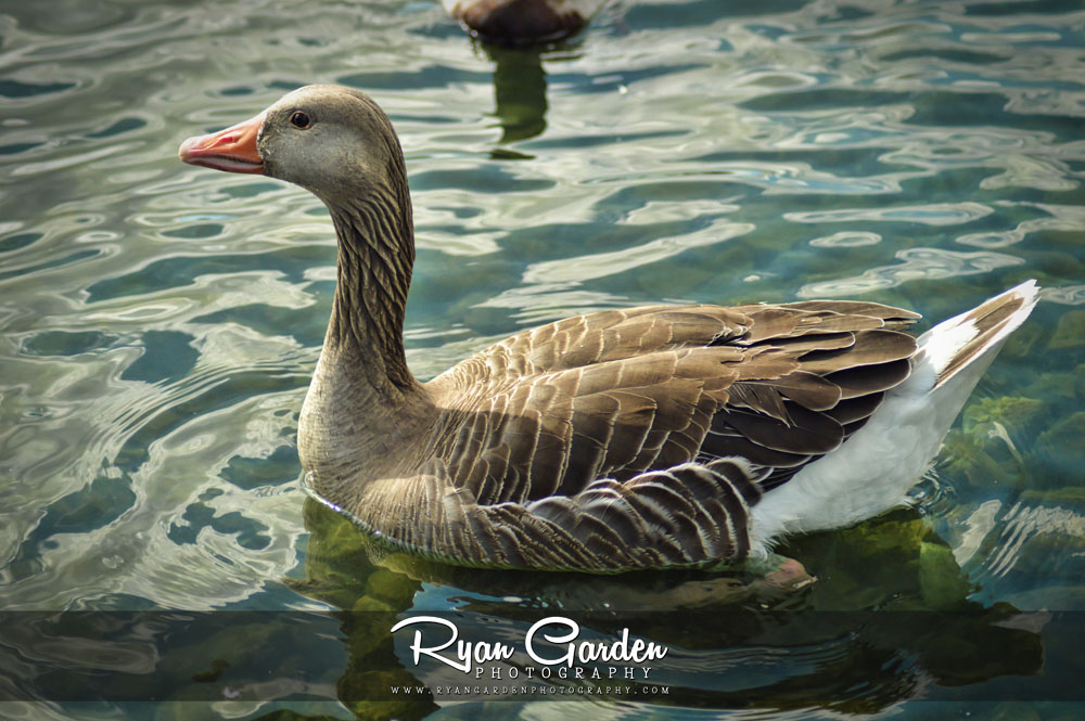 Greylag Geese